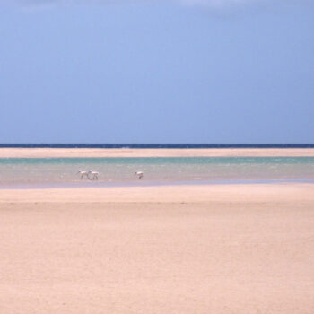 Playa de Barlovento, Fuerteventura: Un Paraíso Salvaje y Natural