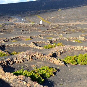 Descubre La Geria, Lanzarote: La Guía Definitiva para Tu Próxima Aventura Enológica