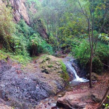 Guía Completa para Explorar el Parque Rural de Doramas en Gran Canaria