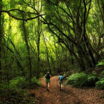 Guía Completa para Explorar el Sendero de Los Tilos en La Palma