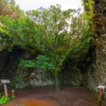 Guía Completa para Explorar el Sendero Garoe en El Hierro